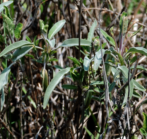 Salvia nemorosa subsp. nemorosa